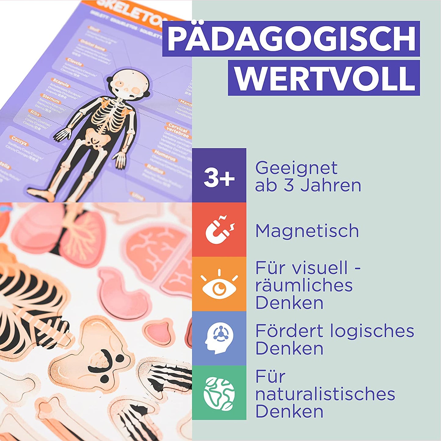 Magnet-Pad - Menschliche Anatomie